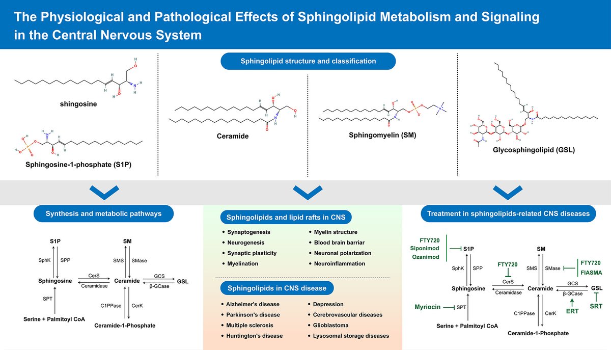 brainpathol's tweet image. The physiological and pathological effects of sphingolipid metabolism and signaling in the central nervous system
onlinelibrary.wiley.com/doi/10.1111/bp…