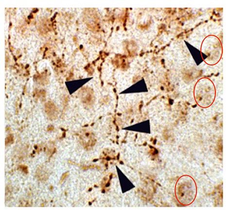 <a href="/arbmacip/">arbma🌻</a> <a href="/mumumouse2/">Mu Yang, Ph.D.</a> *3* areas that are more-similar-than-expected in corrected Fig 5A Line 9 PK+
using 
academic.oup.com/view-large/fig…