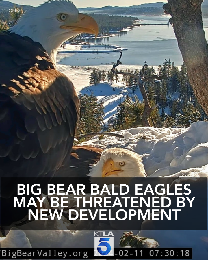 A proposed residential development near the nest of Big Bear bald eagles Jackie and Shadow is causing some concern among community members. ktla.com/news/local-new…
