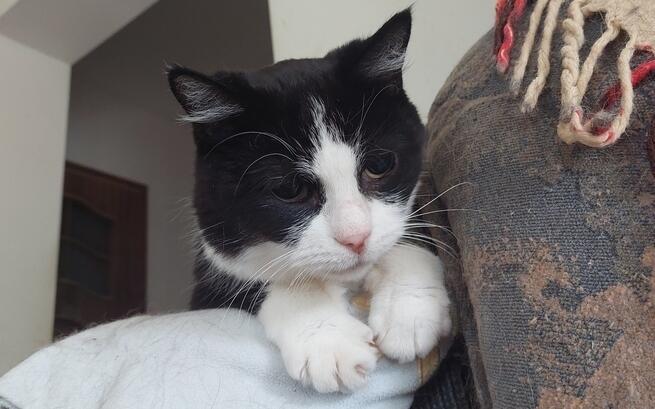 To jest Tuptuś❤️
Chłopak nigdy nie miał łatwo w życiu😢
Jest już starszym kotkiem z wieloma problemami zdrowotnymi❤️‍🩹
Tuptuś potrzebuje Waszego wsparcia, aby mógł żyć godnie i bez bólu🙏
ratujemyzwierzaki.pl/tuptek-felineus