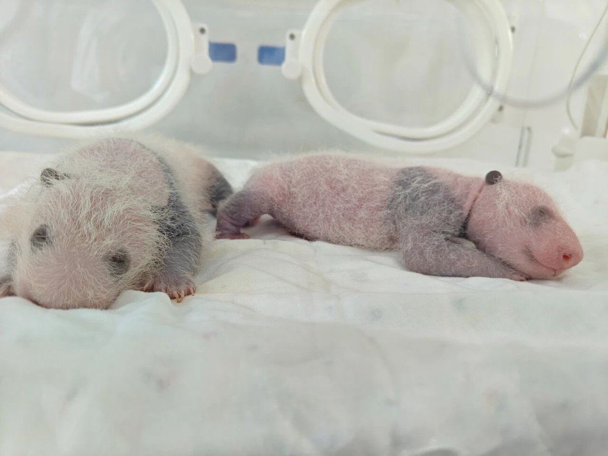 pandas_fr's tweet image. 🇨🇳 🐼 Le ‘#Shanghai Wild Animal Park’ a fait savoir que la femelle #QianJin (#芊金) était devenue mère pour la première fois en donnant naissance à des jumeaux, une femelle de 200 g et un mâle de 160 g, le 22 août dernier à 16h11 et 17h17 respectivement.
panda.fr