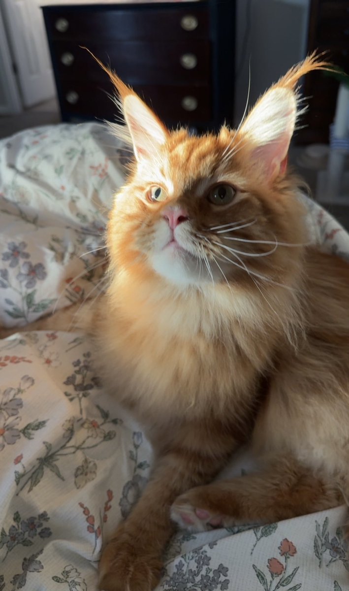 denisebedel's tweet photo. My big cat is finally 1! Happy Birthday Ralph! 🐈 https://t.co/zk3cPlUVVY
