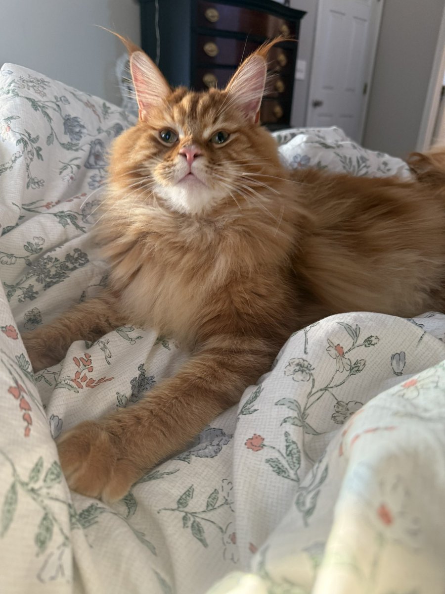 denisebedel's tweet photo. My big cat is finally 1! Happy Birthday Ralph! 🐈 https://t.co/zk3cPlUVVY