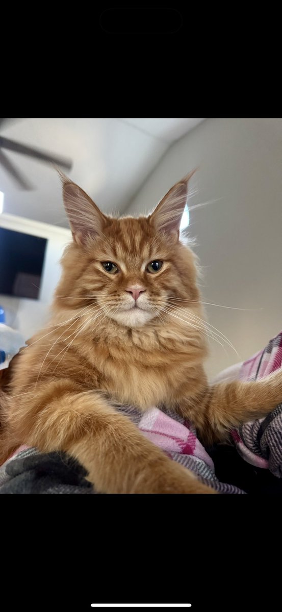 denisebedel's tweet photo. My big cat is finally 1! Happy Birthday Ralph! 🐈 https://t.co/zk3cPlUVVY