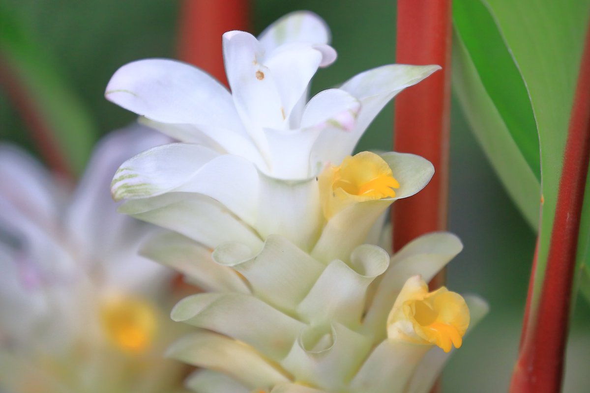 fortune rabbit【PG.CYOU】.veag