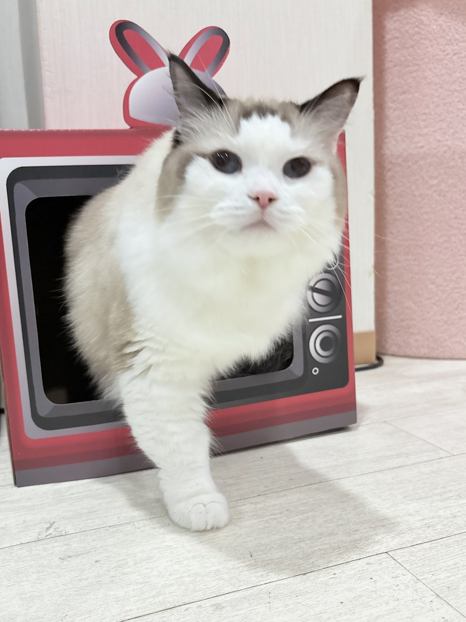 ねこ OFT (ポイント2倍~9/30) [大型 猫トイレ TALL WALL BOX - L(本体