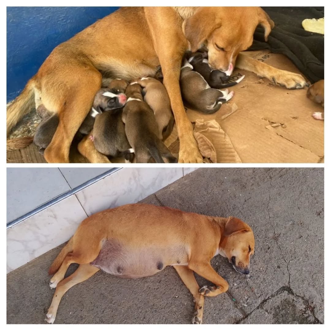 San Juan de los Morros Caso de terceros
"Éramos mucho y parió la Abuela"
Me reportan  esta perrita que hace días publique buscando a sus dueños.
Parió quien sabe dónde y con la lluvia fue llevando 1 a 1 a sus cachorros hasta la emergencia del Hospital.