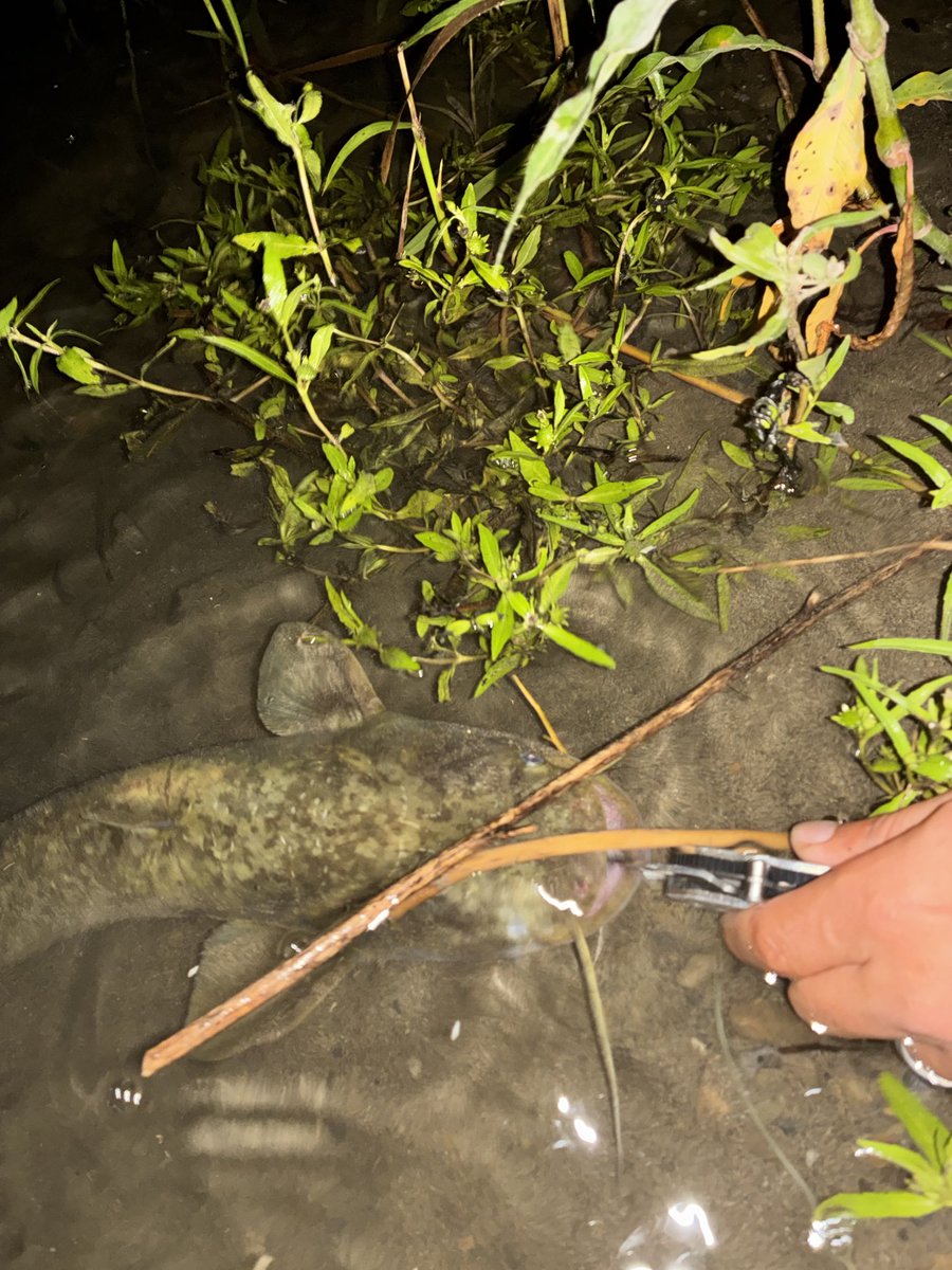 平日朝マズメ、三度目の正直シーバス嬉し