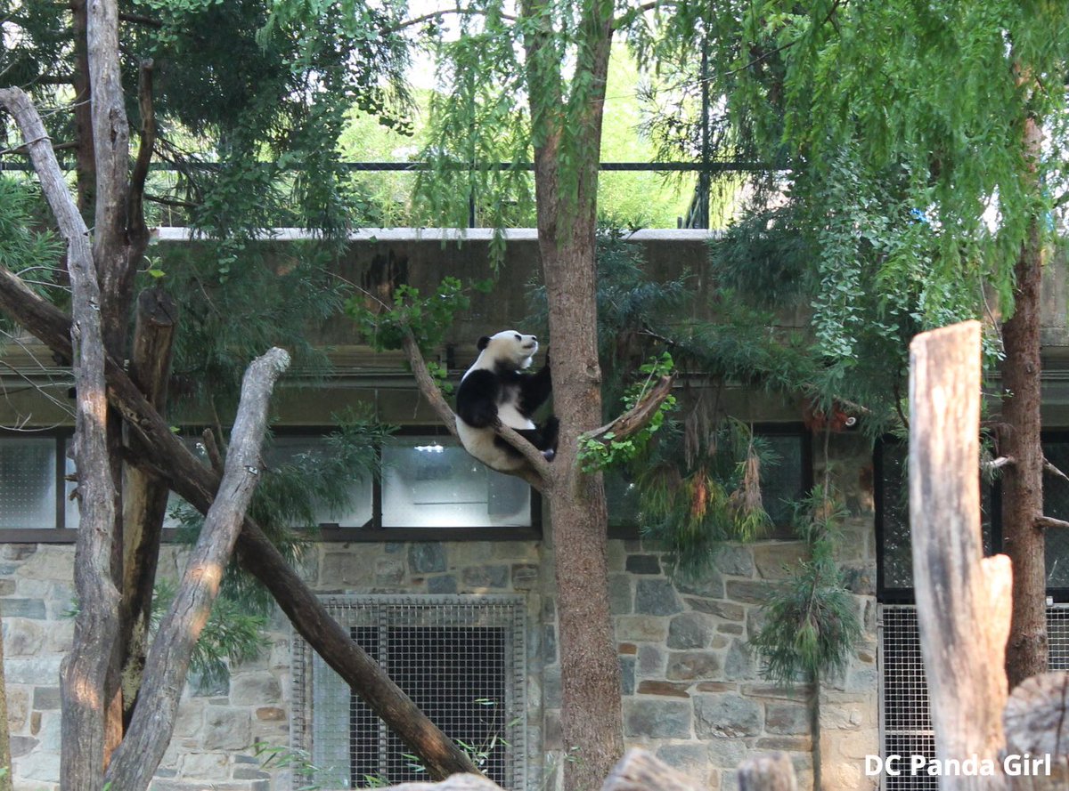 DCPandaGirl's tweet image. Sweet Qing Bao relaxing in a tree 🐼🥰💞🌳 New YouTube video: youtu.be/OOw4FkVluqQ?si… @NationalZoo #Pandas #panda #giantpanda