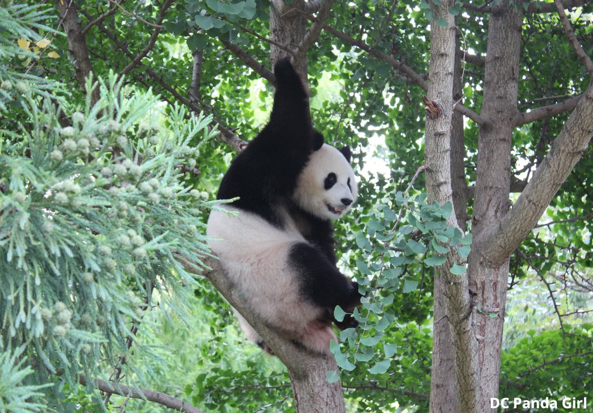 DCPandaGirl's tweet image. Sweet Qing Bao relaxing in a tree 🐼🥰💞🌳 New YouTube video: youtu.be/OOw4FkVluqQ?si… @NationalZoo #Pandas #panda #giantpanda