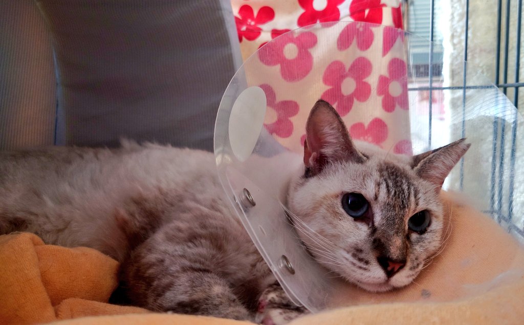 むつきちゃん。
カラーに慣れたのか気にならない様子で横向きで寝れてた。
#里親募集
#保護ねこの家
#譲渡会