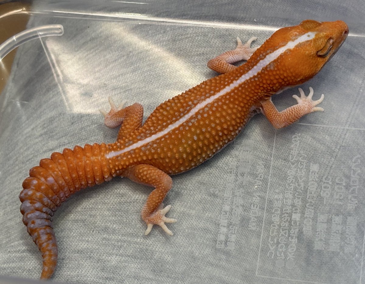 ジュニア(Gecko Jr.) tweet media