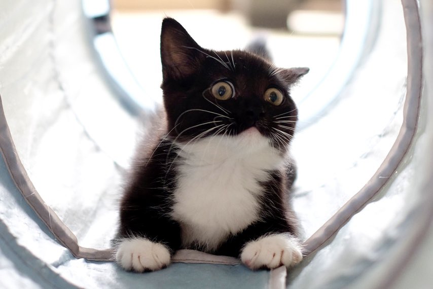 That moment kitten Uni got startled by the toy