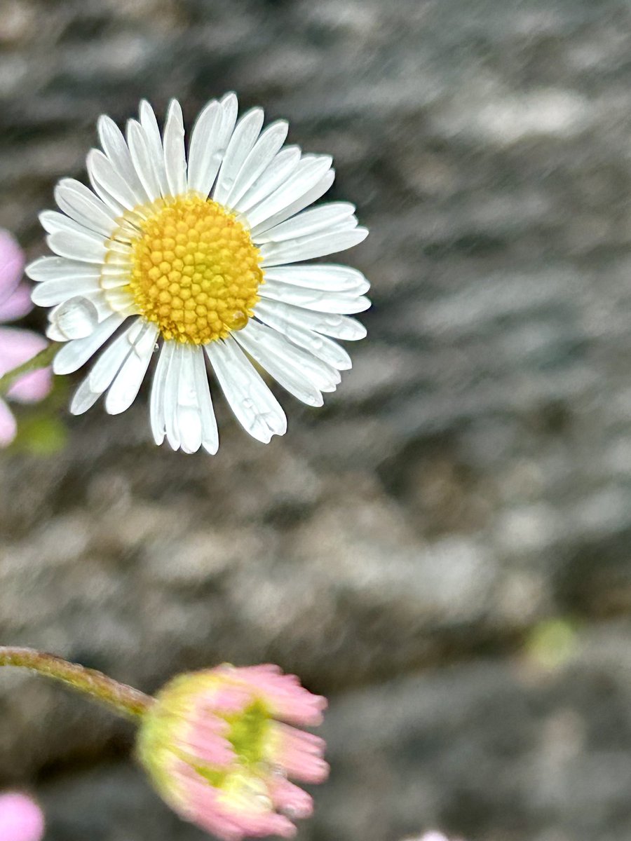 AttersonBarbara's tweet image. Share your photographs with Bokeh Background