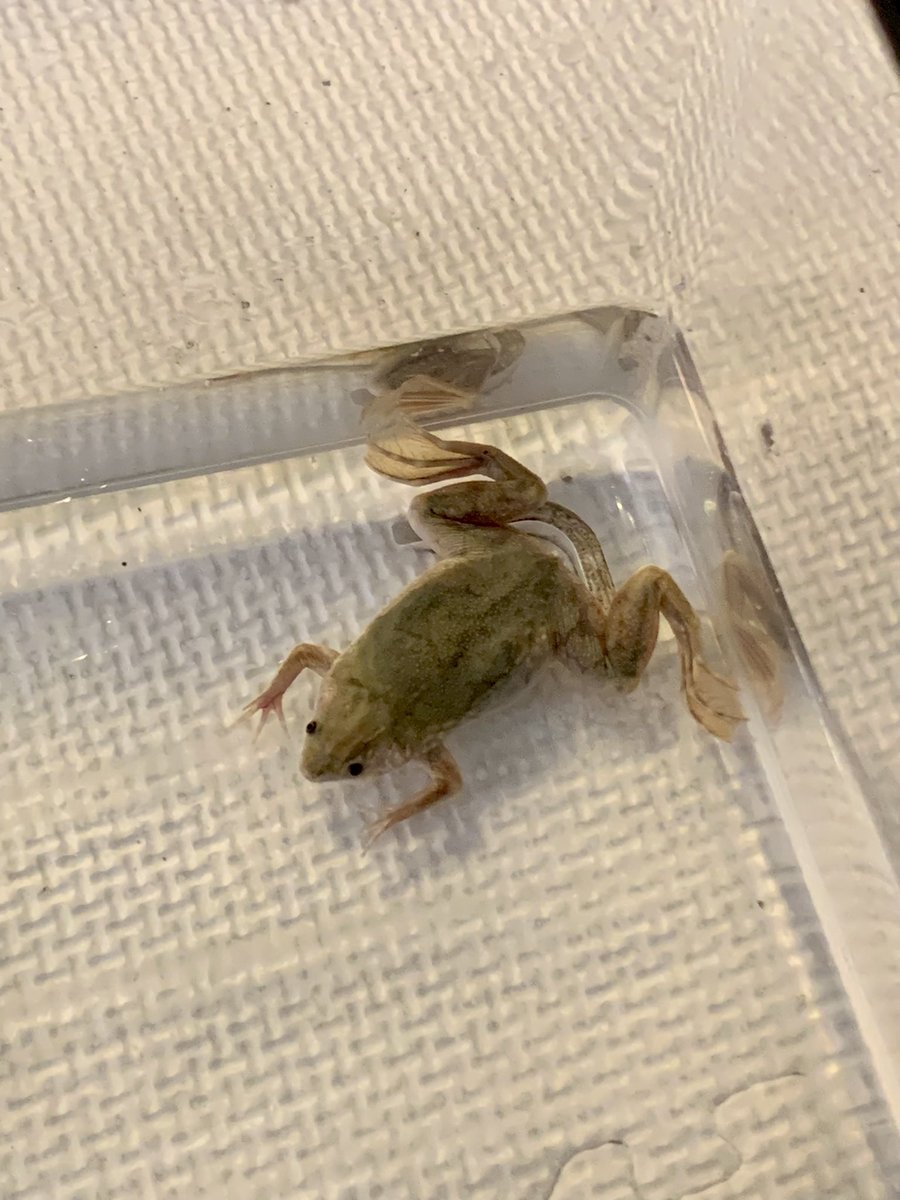おはようございます☀️
カルバルホコモリガエルの足がピーンでのびてたから一瞬死んでるかとドキってビックリした∑(º ﾛ º๑)❢❢リラックスしすぎだ😅
 #両生類好きな人と繋がりたい 
 #かえるすき