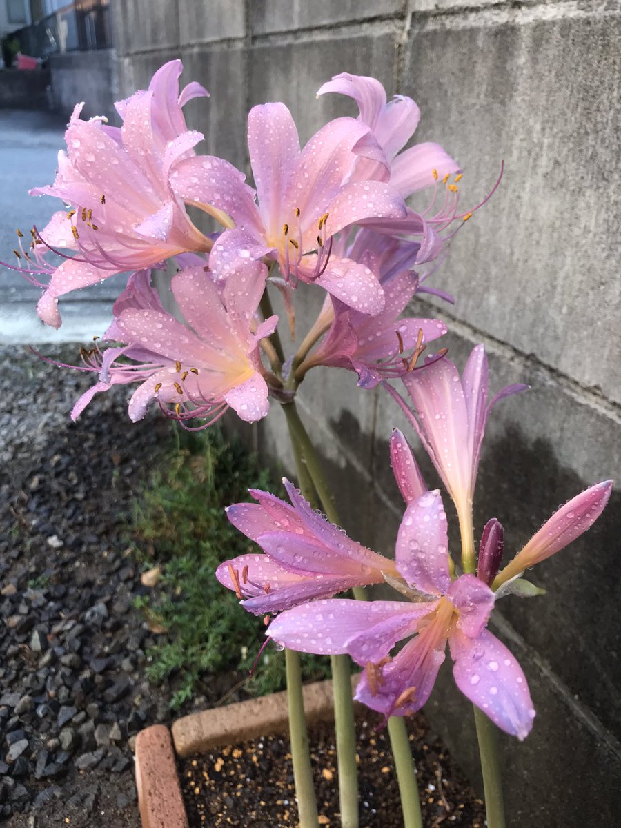 coco♡ページ ココ♡ ᴄᴏᴄᴏ_ᴏꜰꜰɪᴄɪᴀʟ (@_coco_8_official) • Instagram