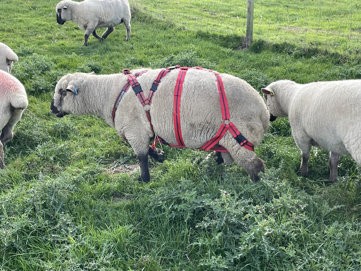 Garlic Meadow tweet media