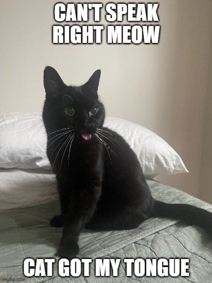 LivNewbe's tweet photo. Maddie wanted me to thank everyone for all the love on her meme! 🫶🏻 #MCO335 #catgottongue #meme https://t.co/I7KXIOFU8d