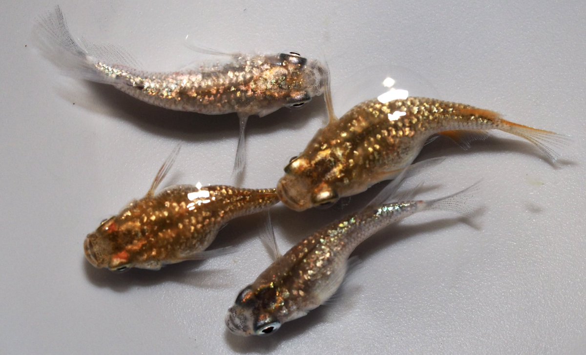 ヤフオクログインしました✨
よろしくお願いいたします😊
#メダカ　#ヤフオク　

auctions.yahoo.co.jp/seller/7Vw7UNS…