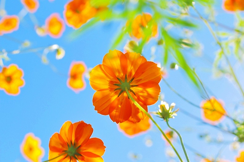 おはようございます。
今朝は「やぶきた実生」に癒されました！

ふんわ～り柔らかい甘旨味につつまれ、美味しい～🥰余韻もじんわり🍃飲むほどに濃厚な美味しさでいっぱいに😊

美味しさにつつまれ、今日も元気にスタートです🎵✨

「川根茶｜鈴木茶苑さん」
【本日の１杯】今日もありがとう。