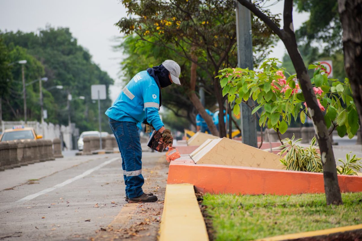 Parques EP (@parquesgye) on Twitter photo ¡Seguimos sumando!
Ahora son 35 árboles nativos y 700 plantas ornamentales en más de 3.5 km intervenidos de la Av. Barcelona.
También realizamos trabajos de pintura en el parterre central.
#ConstruyendolaCiudadDetodos <a href="/aquilesalvarez/">Aquiles Alvarez Henriques</a> <a href="/alcaldiagye/">Muy Ilustre Municipalidad de Guayaquil</a> ¡Seguimos sumando!
Ahora son 35 árboles nativos y 700 plantas ornamentales en más de 3.5 km intervenidos de la Av. Barcelona.
También realizamos trabajos de pintura en el parterre central.
#ConstruyendolaCiudadDetodos <a href="/aquilesalvarez/">Aquiles Alvarez Henriques</a> <a href="/alcaldiagye/">Muy Ilustre Municipalidad de Guayaquil</a>