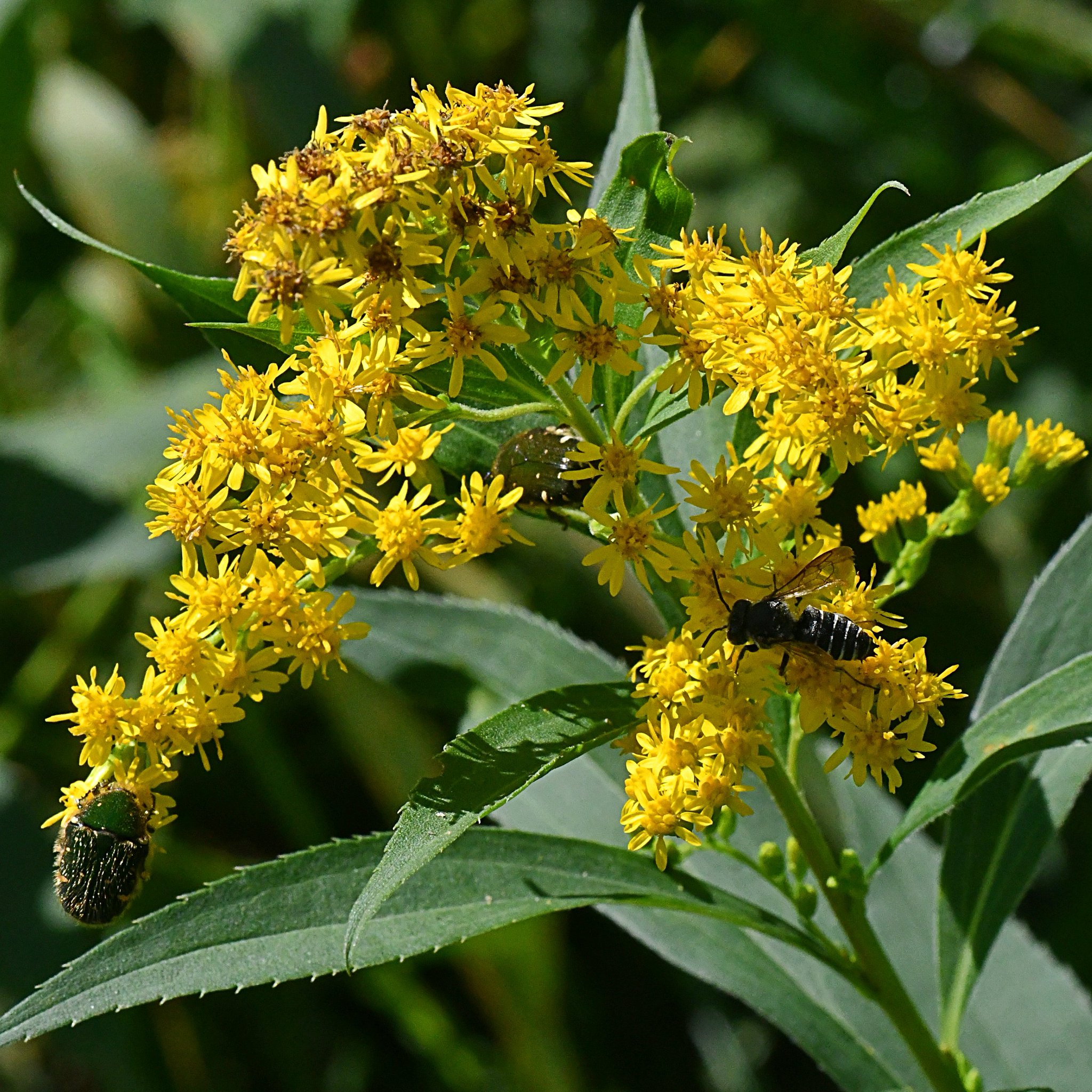 杉の花粉 ③ cedar090320.html