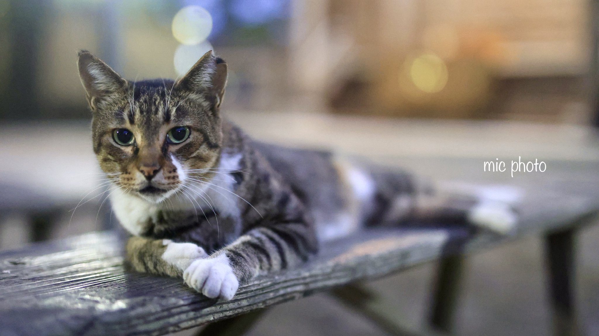 猫の写真 😺🐶♦️🇾🇪浦和山🇾🇪♦️🐶😺 on X: 