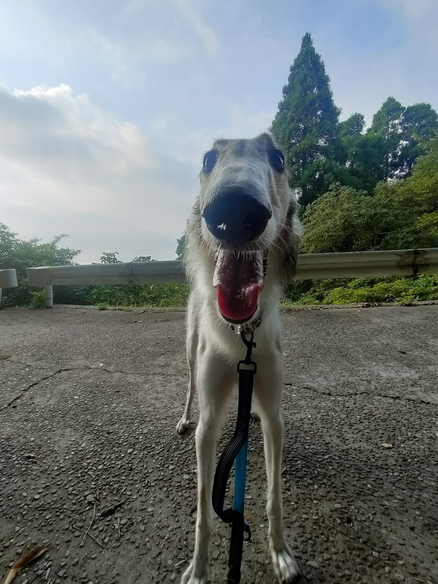 め*だ様 ボルゾイ 犬 残響 黒原画 1点物 (2024年12月製作) め*だ様 ボルゾイ 犬 残響 黒原画 1点物 (2024年12月製作)