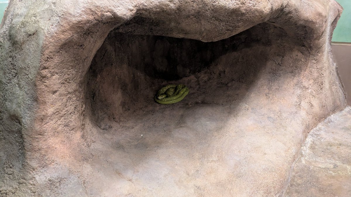 あら。いつものところにいないと思ったら、今日はそこにいたのね。

#福山市立動物園 #モエギニシキヘビ