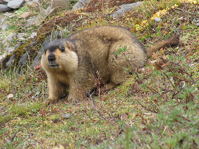 bactiman63's tweet image. Bubonic plague case reported in #Mongolia 

Mongolia's Ministry of Health on Monday confirmed a case of bubonic #plague resulting in the death of a 24-year-old man in Tsagaan-Uul soum, #Khuvsgul Province.

According to the ministry, the man died after consuming marmot meat, with