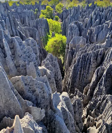 ✨META MOZZAFIATO della settimana 

 👉 Tsingy de Bemaraha, Madagascar 🪨
 Un labirinto di pinnacoli calcarei acuminati.
 Qui si cammina sospesi tra le rocce… e spesso anche tra le scimmie.
 Hai mai visto una foresta fatta di pietra?
 #Tsingy #Madagascar