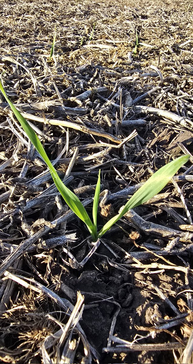 Cebada intentando nacer. A poco de sembrada, aguacero torrencial, heladas, más aguaceros. Pero ahí está, emergiendo.

Ayer fue mi primera elección: el resultado de la cuarta me dolió, y me hago cargo porque en muy poco tiempo y con recursos magros di lo mejor de mí. 

Y sí: