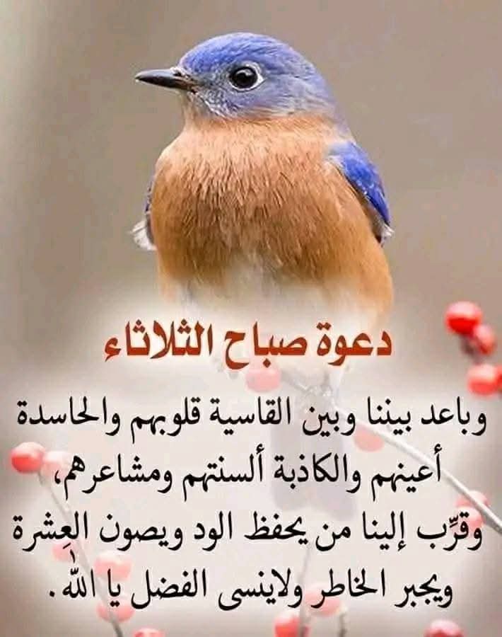 ❤️ مــــحــــــ زگی ــــــــــمود ❤️ (@mhmodzakysayed) on Twitter photo في صباح يوم الثلاثاء 
اللهم فرحة تزيل الهموم وتبكي العيون وتمحي ما مضى من غموم الحياة اللهم ألهمني إبتسامة لا تغيب وصبراً لا ينفد وروحاً بِك متعلقة وحمداً لكَ لا ينقطع نستودعك يارب أدعية فاضت بها القلوب فأستجب لنا ياكريم وبشرَّنا بما يفرح القلوب إنك على كل شيء قدير
اللهم آمين في صباح يوم الثلاثاء 
اللهم فرحة تزيل الهموم وتبكي العيون وتمحي ما مضى من غموم الحياة اللهم ألهمني إبتسامة لا تغيب وصبراً لا ينفد وروحاً بِك متعلقة وحمداً لكَ لا ينقطع نستودعك يارب أدعية فاضت بها القلوب فأستجب لنا ياكريم وبشرَّنا بما يفرح القلوب إنك على كل شيء قدير
اللهم آمين