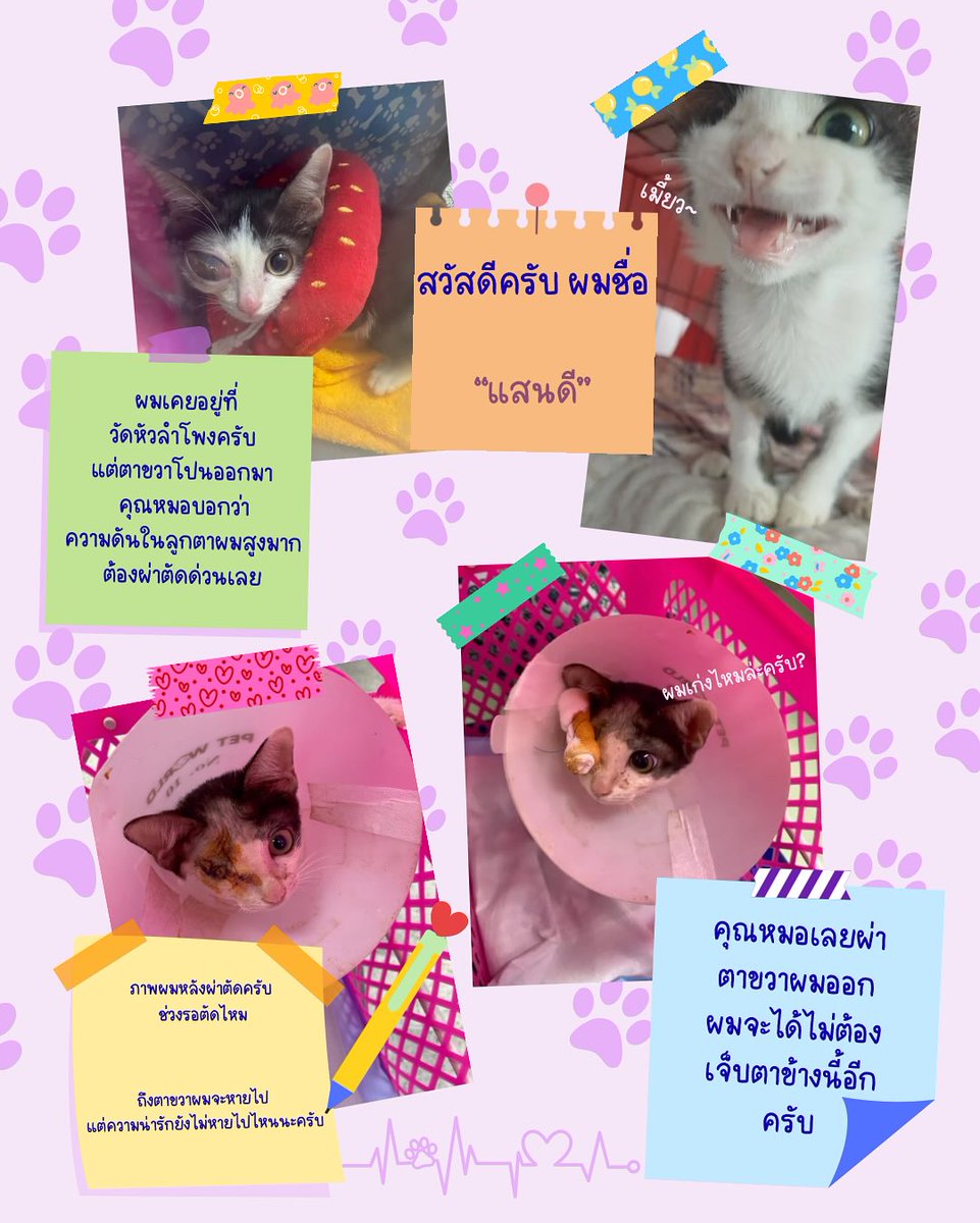 johnjud_cu's tweet photo. "แสนดี" แมวน้อยหน้าม้าตาเดียวแห่งวัดหัวลำโพง😺
ชมรมได้รับแจ้งว่ามีแมวจรจัดที่วัดหัวลำโพงมีอาการตาเจ็บและโปนออกมา ทางชมรมของเราตัดสินใจพาน้องแสนดีไปรักษา โดยต้องผ่าเอาลูกตาข้างขวาออก ปัจจุบันน้องไม่ต้องเจ็บปวดและถึงแม้จะเหลือเพียงตาเดียวแต่ยังแจ๋วและน่ารักมากๆๆๆ
#แสนดี_JohnJud https://t.co/ZjzvdVcclb