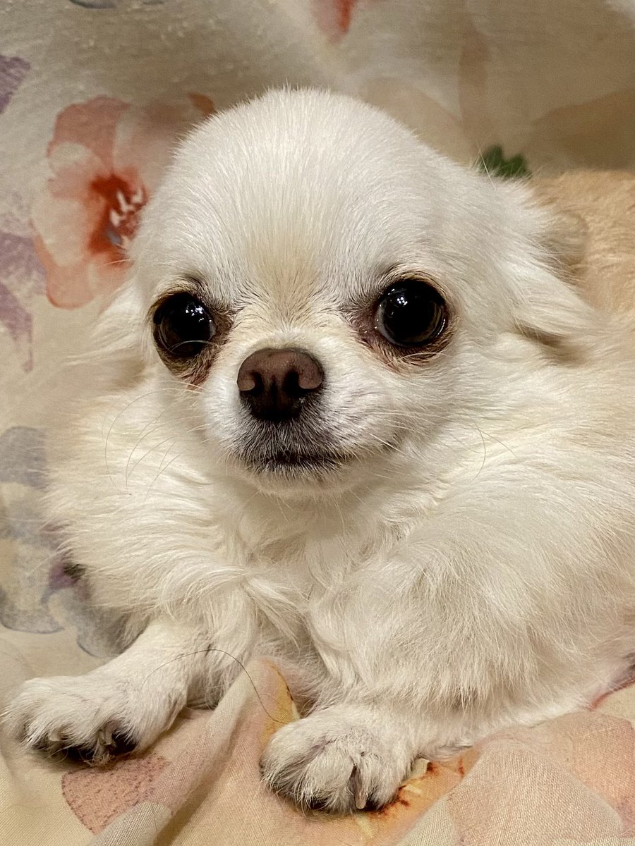 今日のワンコ
#チワワ　#犬のいる暮らし
#じーーっ