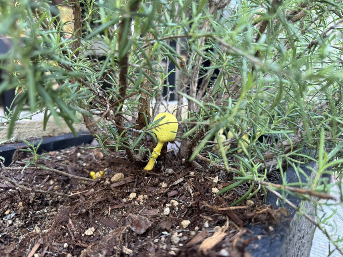 たなっちょ / Hayate TANAKA tweet media