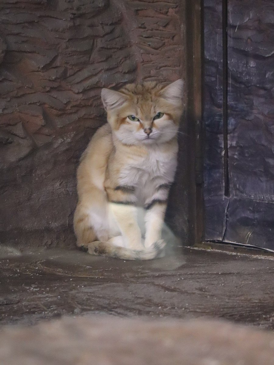 ヤシュくん💕
視線を感じた瞬間でスナ😺🐾
📷:2025.8.15

#スナネコ #ヤシュ
#那須どうぶつ王国
#保全の森 #sandcat 
#nasuanimalkingdom