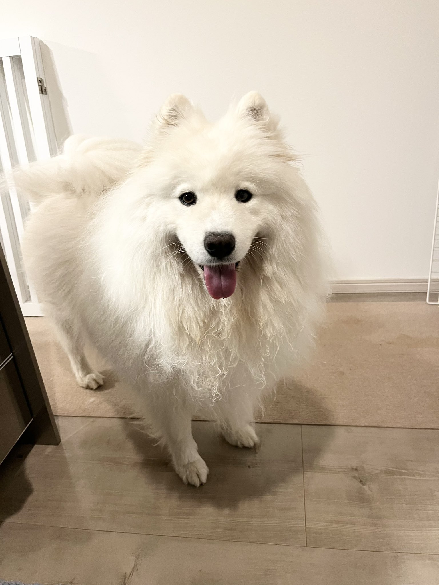 サモエドMOMO (@samoyed_momosan) / X