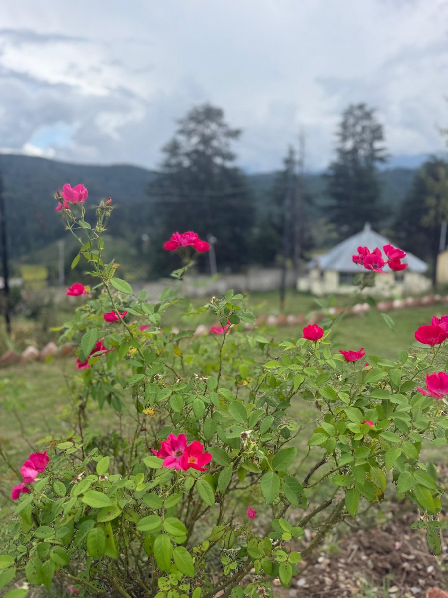 "Healthy green leaves and rosy clusters in a peaceful country garden."
#kashimir
.
.
.
.
.
.
.
.
.
.
.

.
.
#Vikrambatra
#DisasterManagement
