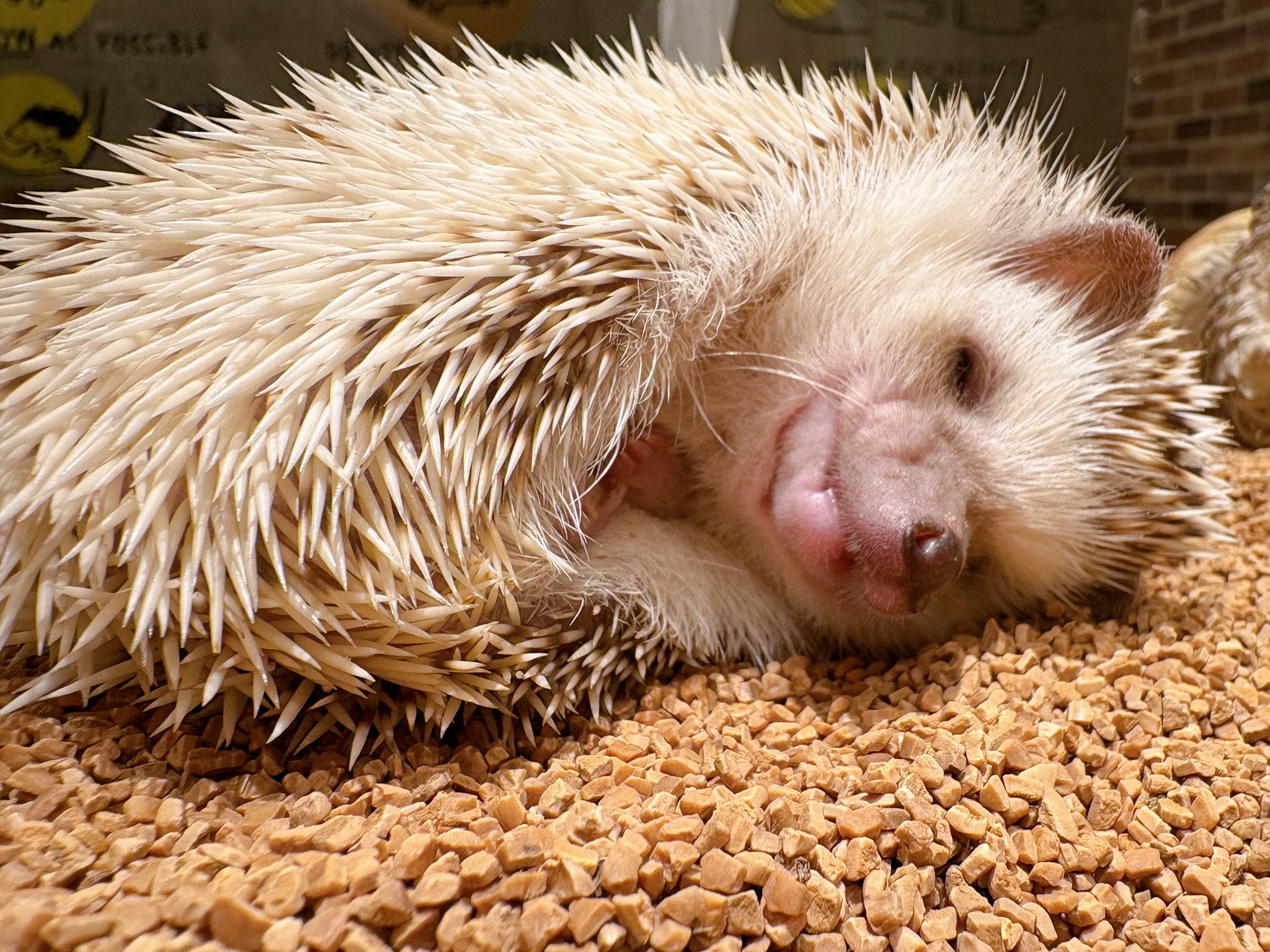 ハリネズミ - Search / X