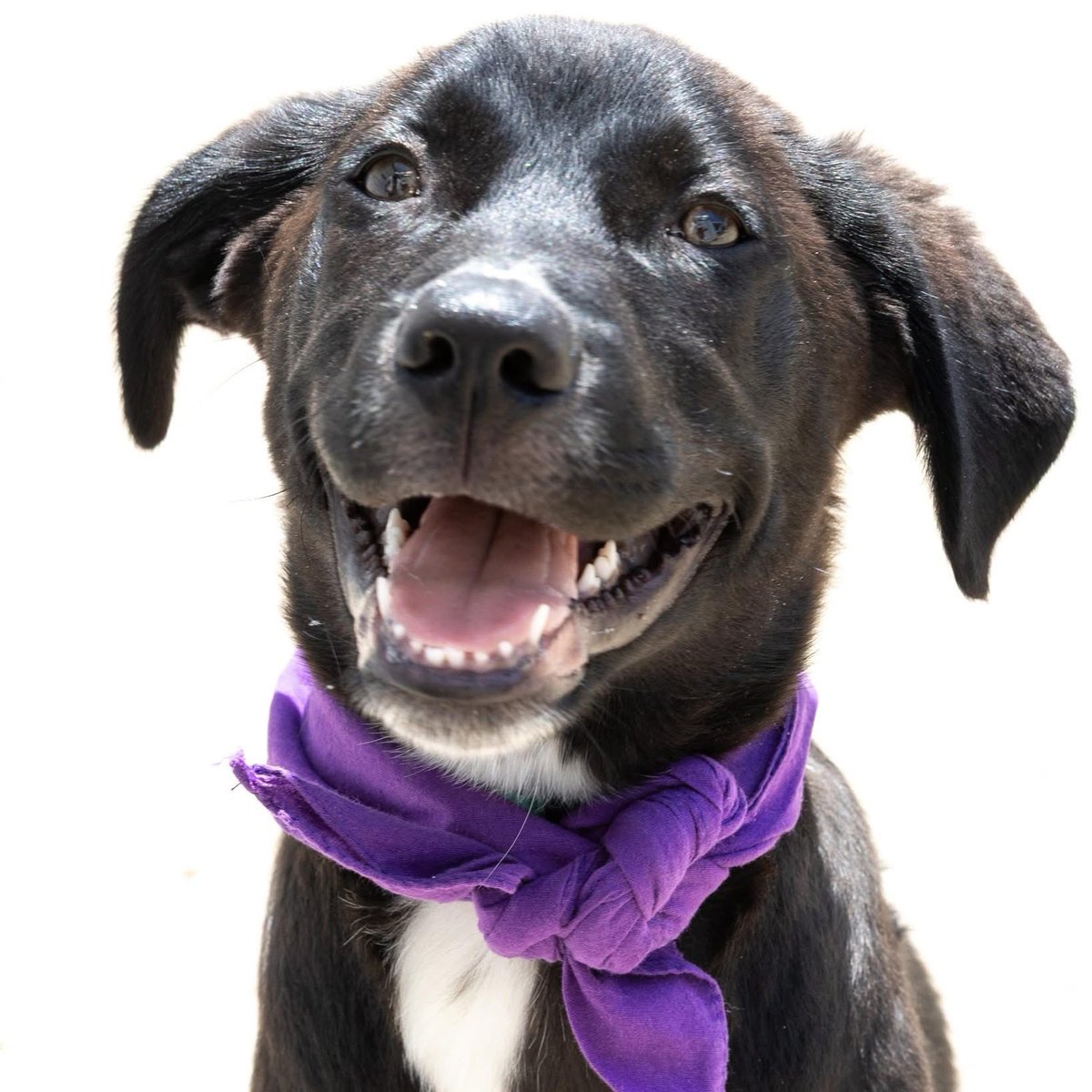 Disabled Paws🎗💛 tweet media