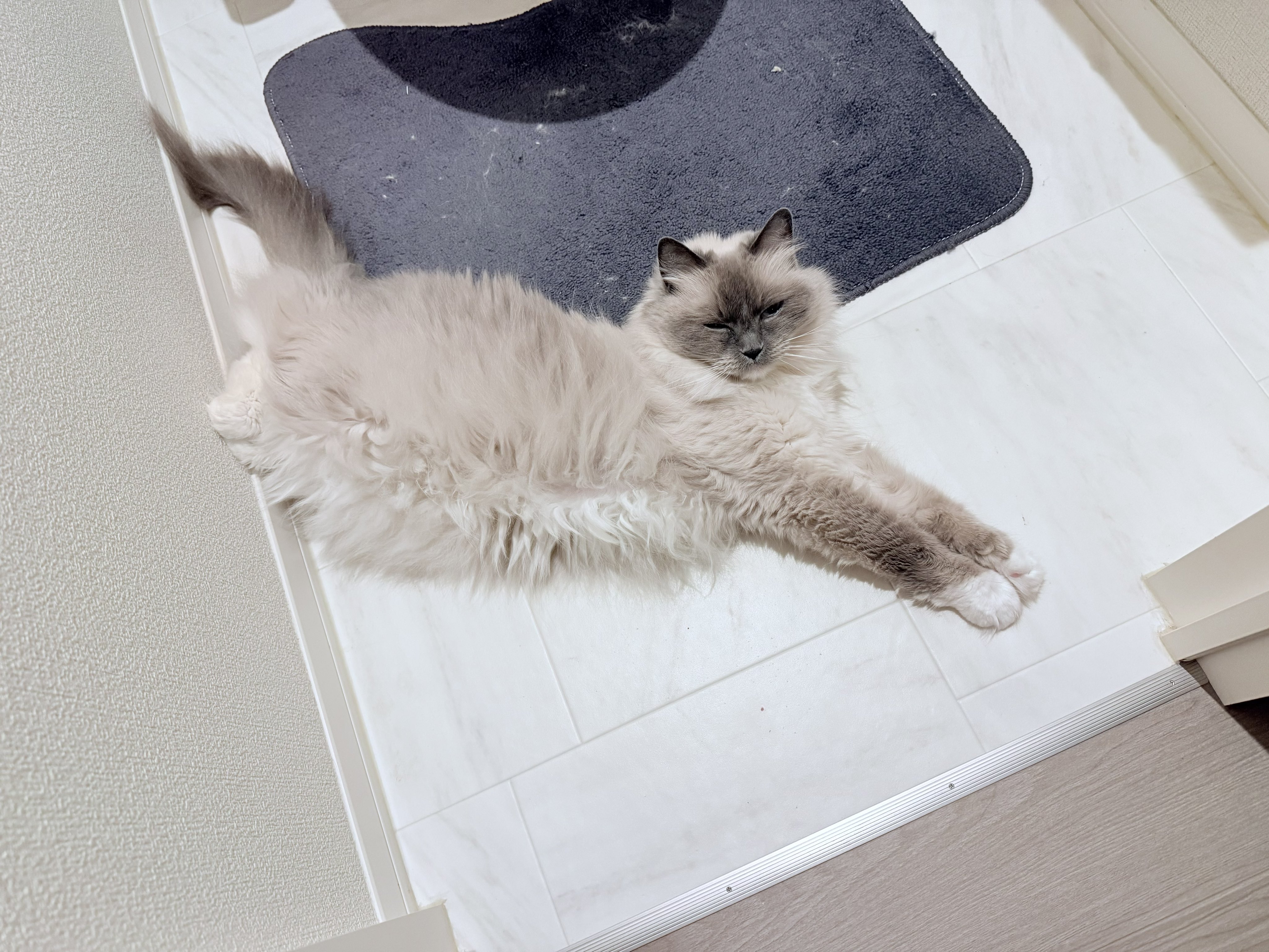 🐱ぽもち🐱 on X: 