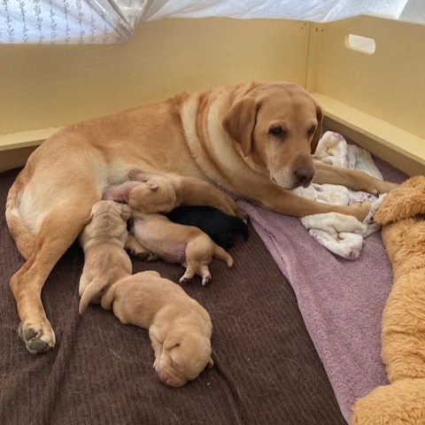 BC & Alberta Guide Dogs tweet media