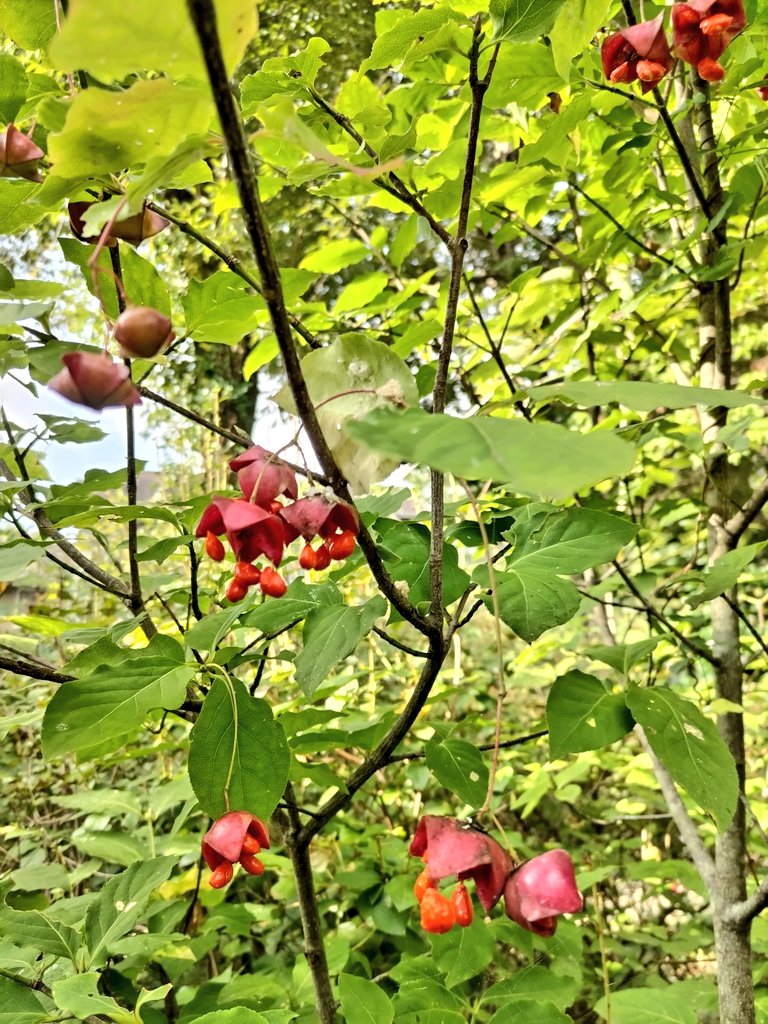 我が家の庭のオオツリバナの実が割れて来ました❗️
季節は進んでますね😄