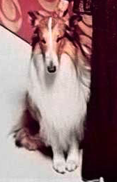 ebhaslam's tweet photo. @Super70sSports Lassie looks like a moody little bitch. https://t.co/2U5y9NRvGd
