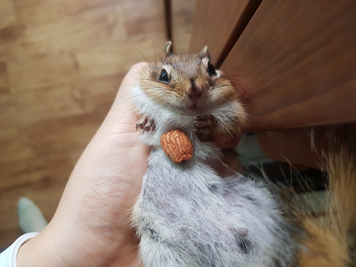 아몬드 먹다 붙들린 다람쥐
오잉