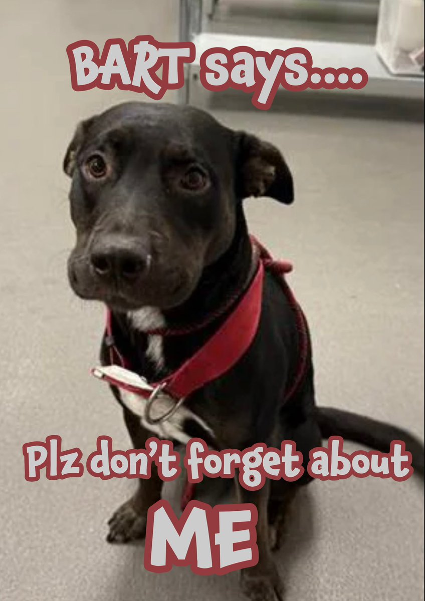 RoCo🇬🇧God Save The King🇬🇧 (@rocogb) on Twitter photo 🆘BART’s just a baby - his life will be over B4 it’s begin💔
Just 12 mths old, he’s a little black beauty #A383094 who’s been given a DEATH sentence💔
All ALONE… he truly needs your help🙏🏻
BART comes ‘gift wrapped’ 🎁ready 2 go 2 his forever home
If YOU can be his new mama, plz 🆘BART’s just a baby - his life will be over B4 it’s begin💔
Just 12 mths old, he’s a little black beauty #A383094 who’s been given a DEATH sentence💔
All ALONE… he truly needs your help🙏🏻
BART comes ‘gift wrapped’ 🎁ready 2 go 2 his forever home
If YOU can be his new mama, plz