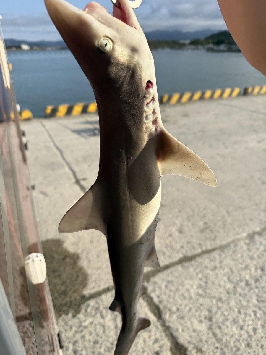 😳ﾁﾗｯ…ｺｿｺｿ…

こないだの釣果🦈ドン‼︎