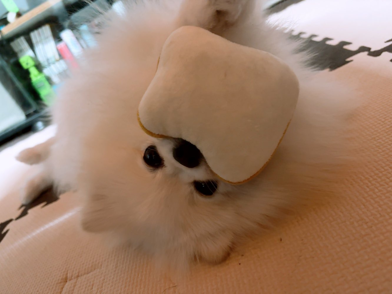 ⑅◡̈*♡⭐︎ポメ子さま⑅◡̈*♡専用♡ ?media_id=3648188567614364327