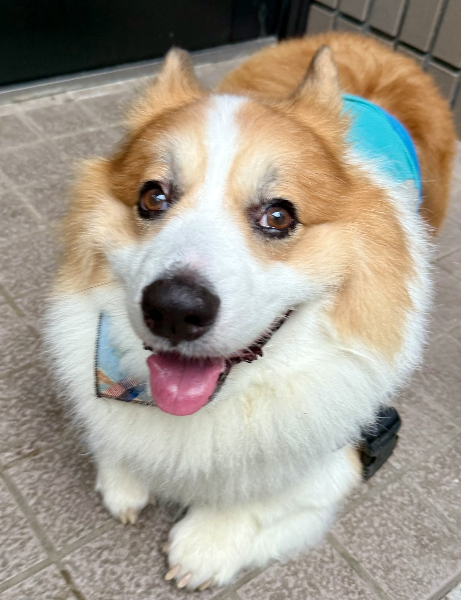 ポケットマフラー　Corgi コーギー CORGI（コーギ）の「【Corgi】〈別注〉ポケット付きマフラー